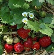 Bio-Erdbeere 'Meraldo'