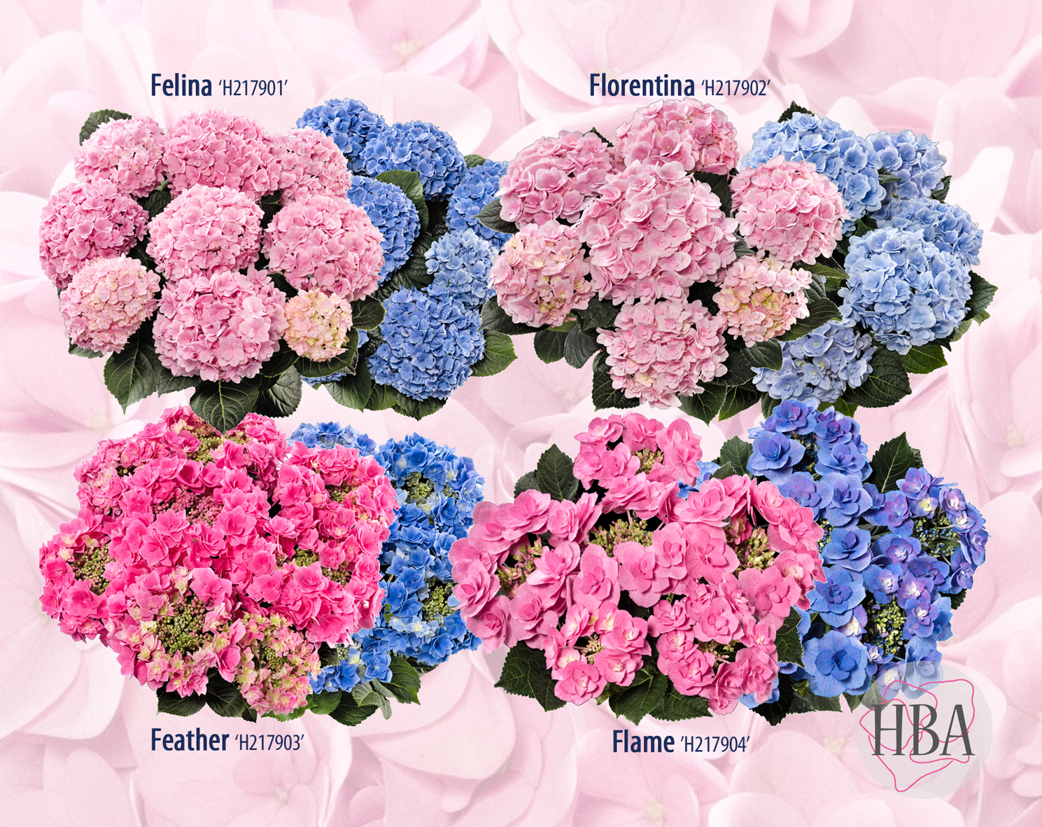 Exhibitor: Hydrangea Breeders Association | IPM ESSEN