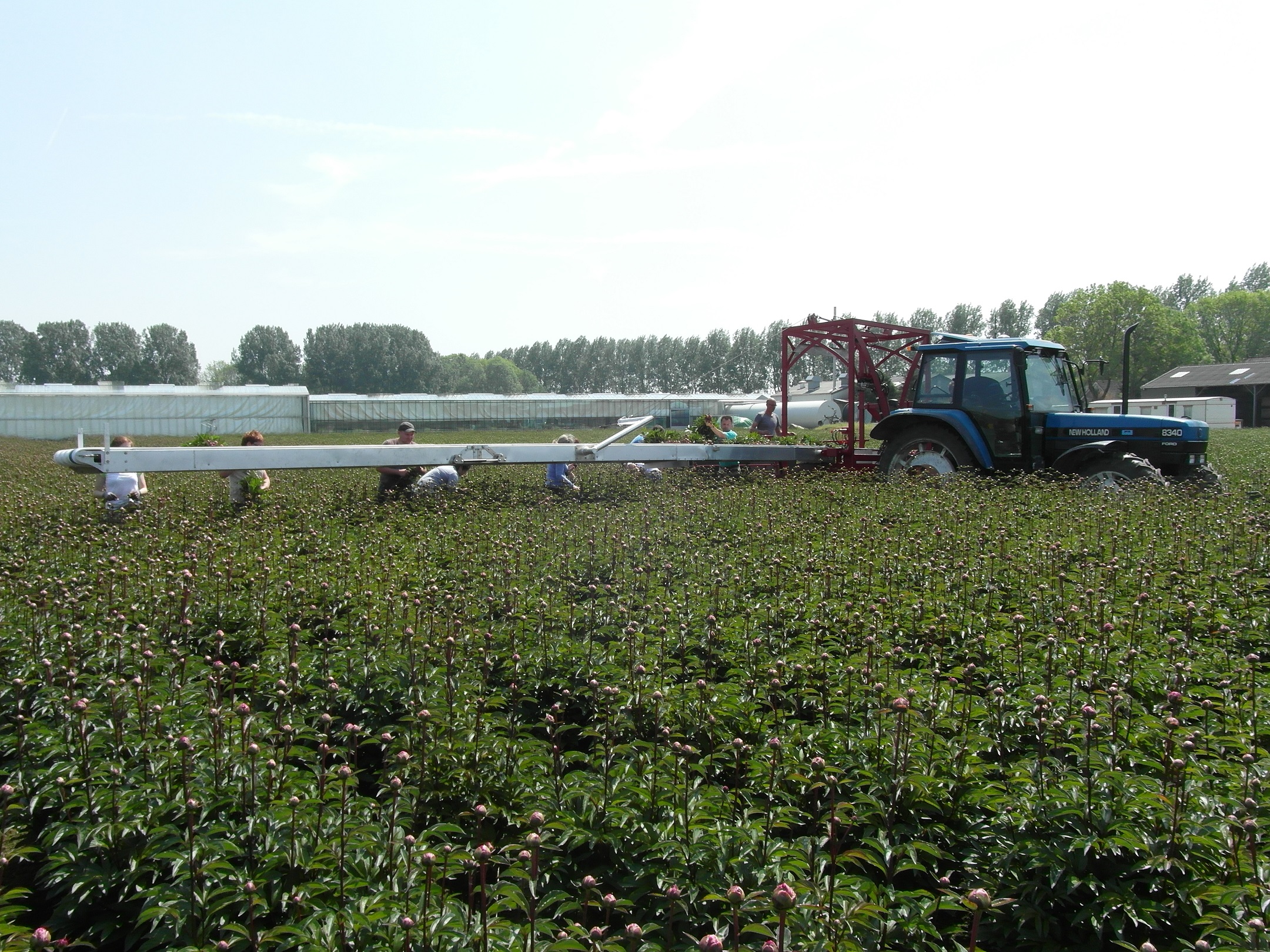 Flower Harvesting Machine Nobels 3B bed lifter harvesting machine