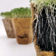 Greta - Der 100 % heimkompostierbare Pflanztopf mit Düngeeffekt