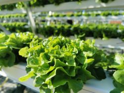 Skalierbare, vertikale Farm zum Anbau von Obst und Gemüse