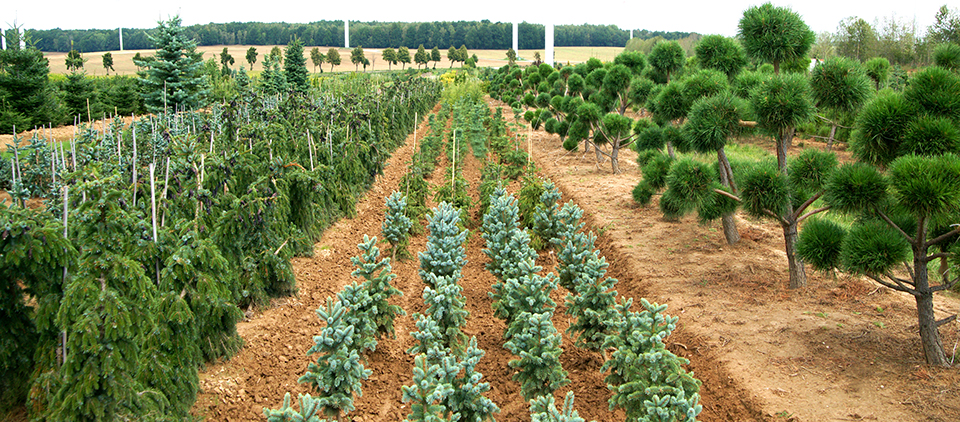 Exhibitor Kohout S Baumschule Und Gartencente Ipm Essen